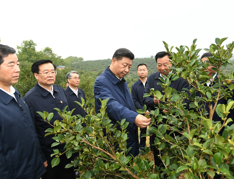 　　9月16日至18日，中共中央總書(shū)記、國(guó)家主席、中央軍委主席習(xí)近平在河南考察。這是17日上午，習(xí)近平來(lái)到信陽(yáng)市光山縣槐店鄉(xiāng)司馬光油茶園，實(shí)地察看油茶樹(shù)種植和掛果情況。新華社記者 謝環(huán)馳 攝